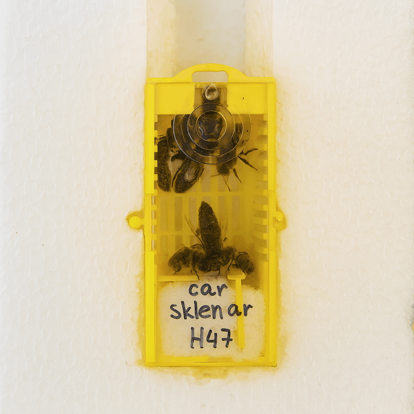 Pakowanie matek pszczelnych